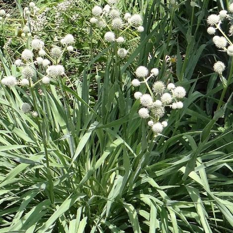 Panicaut à feuille de yucca/Lot de 9 godets