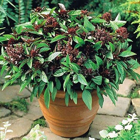 graines de basilic thaï"Ocimum basilicum. épices et herbes médicinales graines de basilic parfumé de légumes bio, graines-100 fleurs pcs 1 (1/5)