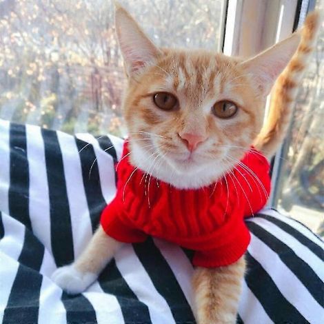 Ropa de invierno para perros, ropa de punto para mascotas para perros pequeños y medianos, suéter para cachorros de chihuahua, suéter para perros Yorkshire puros, ropa para perros rosa rojo (1/2)