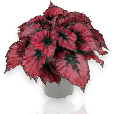 Gardenaria Begonia rex 'Kohala red' - Pianta da interno ornamentale - Altezza: 25 cm (vaso 13) (1/5)
