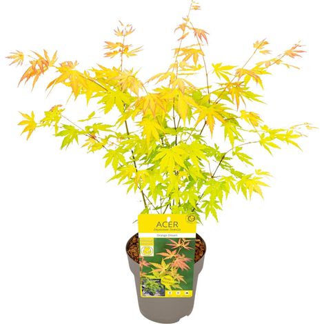 Érable du Japon Acer palmatum Orange Dream Plante d'Extérieur Ornementale Ø15cm H30-40cm - PANGIVO (1/4)