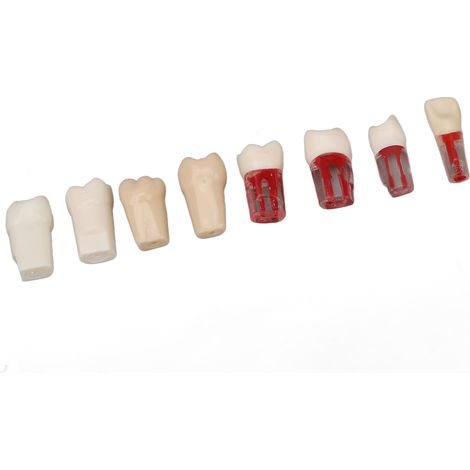 Modèle de Dents Canalaire en Résine Réaliste 8 Pièces pour Pratique Endodontique (1/5)
