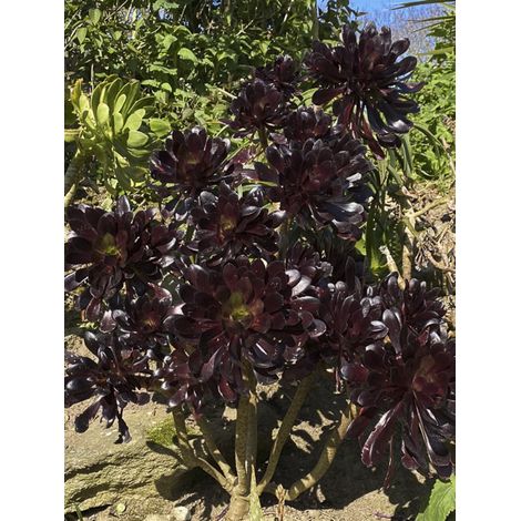 Aéonium en arbre 'Schwarzkopf' Pot de 3L/4L