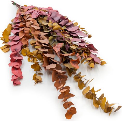 Eucalipto estabilizado - Stuartiana - Otoño