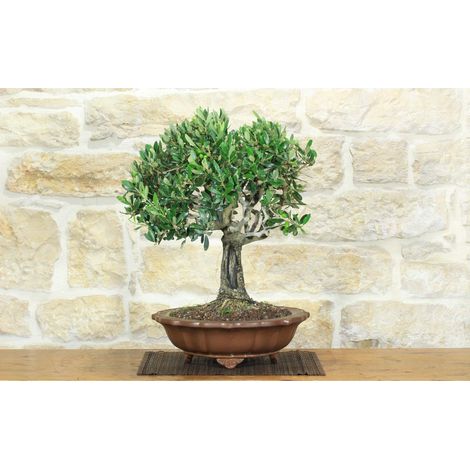 Bonsai di Olivo (189)