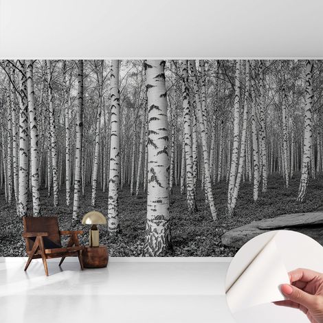 Tapete adhésive moderne pour salon et chambre à coucher Décoration rapide avec colle Forêt de bouleaux 416x254 cm (1/5)