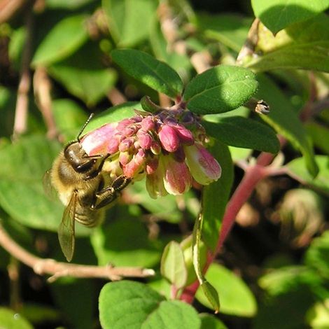 Symphoricarpos chenaultii - Symphorine de Chenault Pot de 2L/3L (1/2)