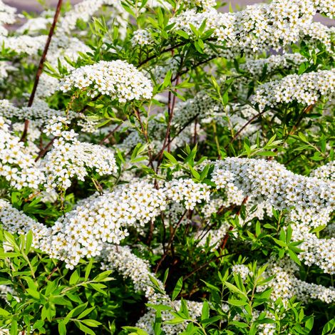 Spirée cinerea grefsheim - Spiraea cinerea grefsheim 40/60 cm Pot 3L