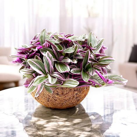 Gardenaria Tradescantia cerinthoides Sweetness kokodama - Pianta da interno ornamentale - Altezza: 20 cm (vaso 15) (1/4)