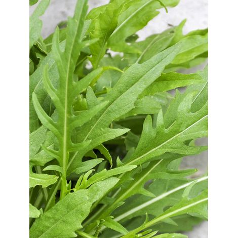 Roquette jaune à feuilles étroites 'Wildfire' le sachet de 1000 graines (0,3g) (1/2)