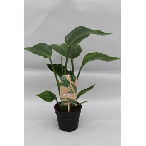 Strelitzia Nicolai - Plante Verte d'Intérieur Oiseau de Paradis Géant - Pot Ø13cm - Hauteur 35cm - PANGIVO