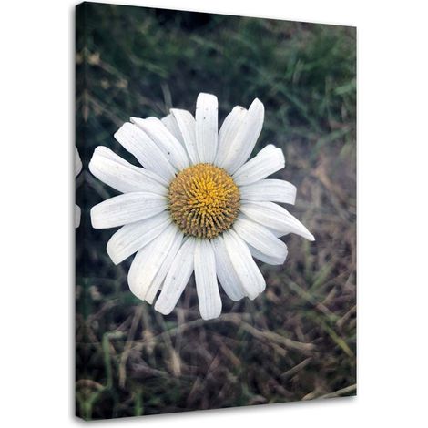Tableau sur toile Fleurs de camomille Nature 40x60 (1/5)