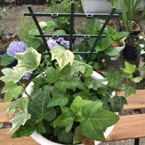 10 supports d'escalade pour plantes, mini pots de jardin, treillis de jardin en plastique pour mini plantes grimpantes (1/4)