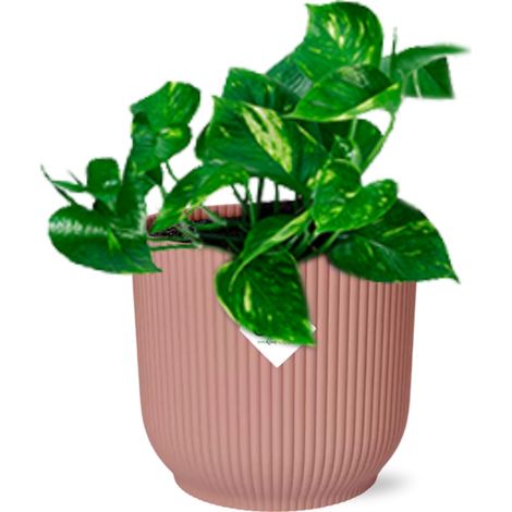 Epipremnum Pinnatum ‘Aureum’ plante d’intérieur feuillage panaché pot 14 cm - PANGIVO (1/5)