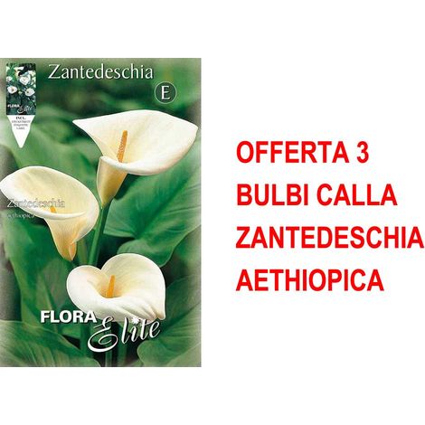BULBI PRIMAVERILI OFFERTA 3 BULBI CALLA ZANTEDESCHIA AETHIOPICA BULBO BULBS