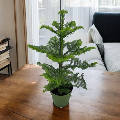 Gardenaria Araucaria - Pianta da interno ornamentale - Altezza: 100 cm (vaso 21)