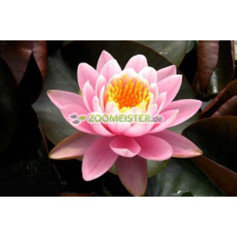 Nénuphar Fabiola, rustique, rose intense - rhizome, plante de bassin