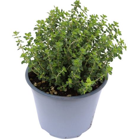 Thym citronné - Thymus citriodorus - en grand pot de culture (Ø15 cm) - herbe aromatique - 2 pièces
