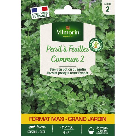 Persil Commun 2 - Grand Modèle Vilmorin (1/2)