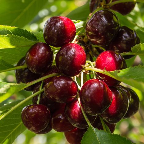 Prunus avium Kordia - Cerisier 120 cm en pot