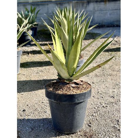Agave Angustifolia Classic Pot 60 cm Plante Grasse Méditerranéenne (1/2)