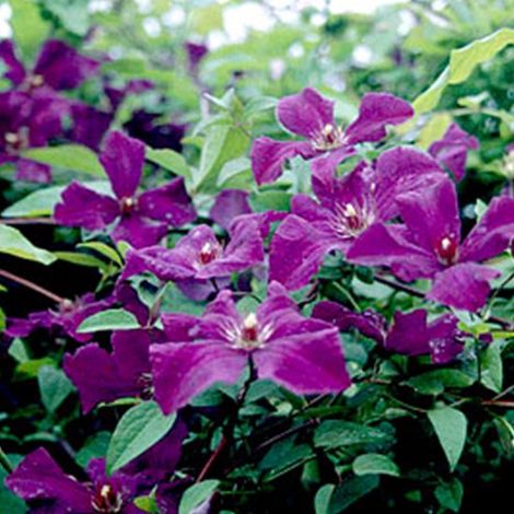 Clématite Viticella Polish Spirit - Plante grimpante - 50-60 cm en pot - Clématite à petites fleurs violet foncé (1/5)