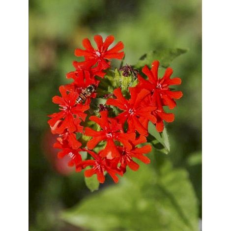 Croix de Malte 'Amour Ardent' le sachet de 350 graines (0,2g) (1/2)