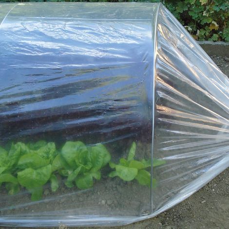 Dot Film 2,00x10 m Film de Forçage Micro-perforé Transparent pour Protéger Cultures, Légumes et Plantes, pour Tunnels dans Les Jardins et Les Potagers (1/5)