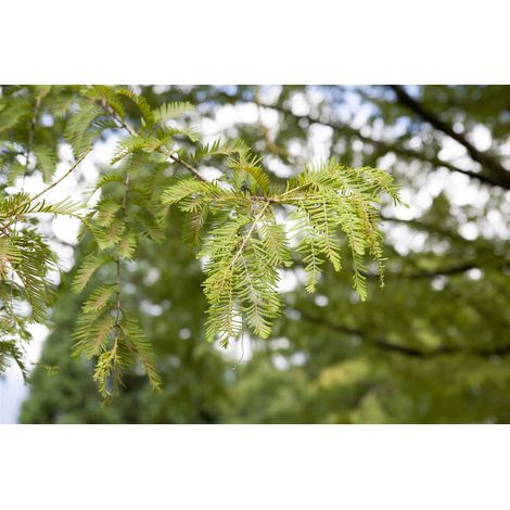 Chinesisches Rotholz Metasequoia glyptostroboides 5L 80- 100 (1/5)