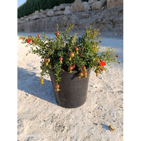 PUNICA GRANATUM NANUM TOUFFE 24 (1/3)
