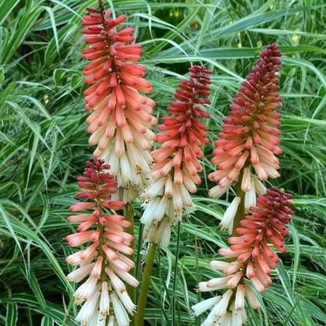 Kniphofia, Tison de Satan Orange Vanilla Popsicle®/Pot de 4L - 40/60 cm (1/4)
