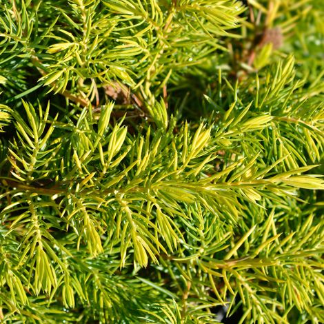 Genévrier des sables Allgold - Juniperus conferta Allgold 25/35cm Pot 2,5L (1/4)