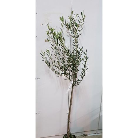 N. 100  PIANTE DI ULIVO LECCINO ALT.140/160 CM IN FITOCELLA (foto reali)