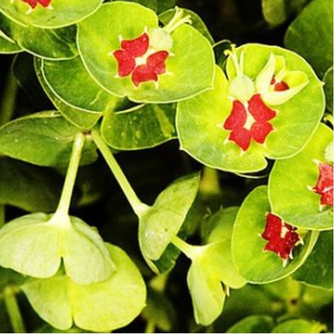 4 x Euphorbe de Martin - Euphorbia martinii - godet 9x9 cm (1/4)