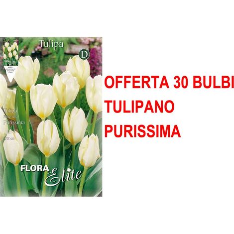 OFFERTA 30 BULBI AUTUNNALI TULIPANO FOSTERIANA PURISSIMA BULBS BULBES