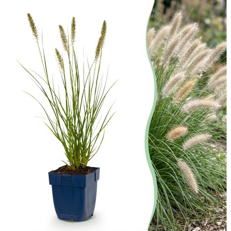 Graminée Pennisetum alopecuroides Hameln Herbe aux écouvillons Vert Lot de 12 plantes (1/5)