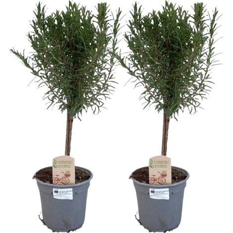 Rosmarinus Officinalis Tronc Plante Aromatique d’Intérieur et Extérieur Lot de 2 Pots Ø14 cm Hauteur 45 cm - PANGIVO