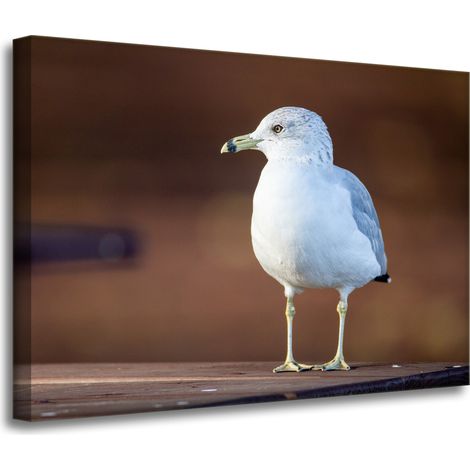 Leinwanddruck Tiere Weiße Möwe 70x50 cm