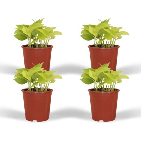 Lot de 4 Epipremnum Golden Pothos Scindapsus Plante d'Intérieur Retombante Ø12 cm 15 cm - PANGIVO (1/5)