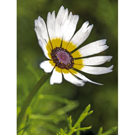 Chrysanthème à carène 'Polar Star' le sachet de 300 graines (1g) (1/2)