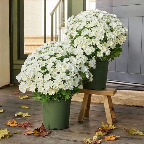 Chrysanthèmes artificiels (1 lot de 5 bouquets), fleurs de chrysanthèmes réalistes effet coucher de soleil pour l'extérieur -