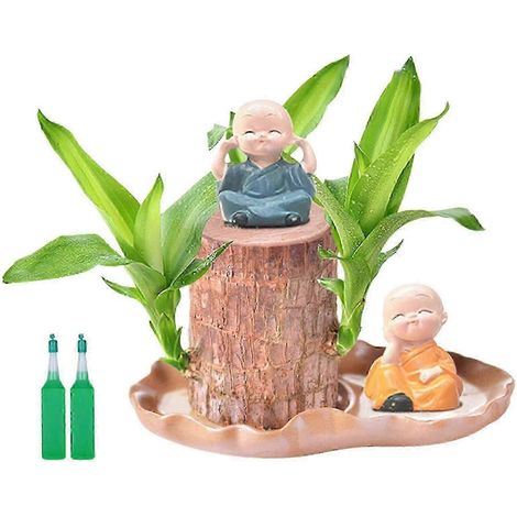 Brasilianischer Glücksbaumstumpf, schnellwachsender Mini-Baum für Glücksbringer, Dekoration und Luftreinigung – Tischdekoration B B (1/5)