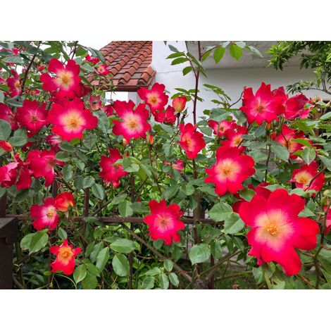 Gardenaria Rosa 'Cocktail' - Rosa da giardino - Altezza: 40/50 cm (vaso20) (1/2)