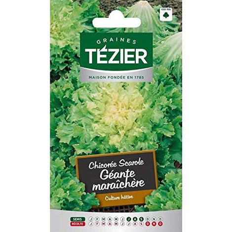Tezier - Chicorée scarole Géante Maraîchère (1/4)