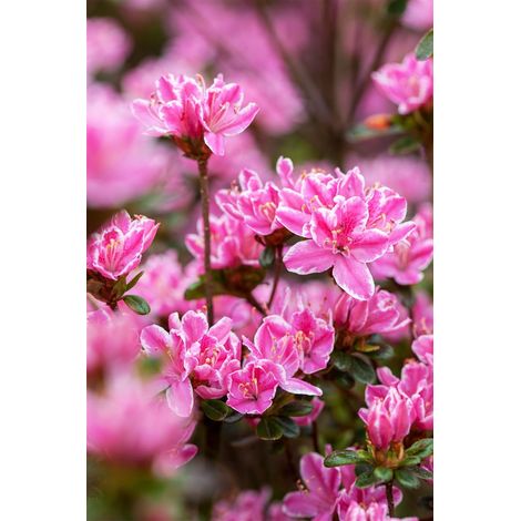 Japanische Azalee 'Kermesina Rose' Rhododendron obt.'Kermesina Rose' C 2 15- 20 (1/5)