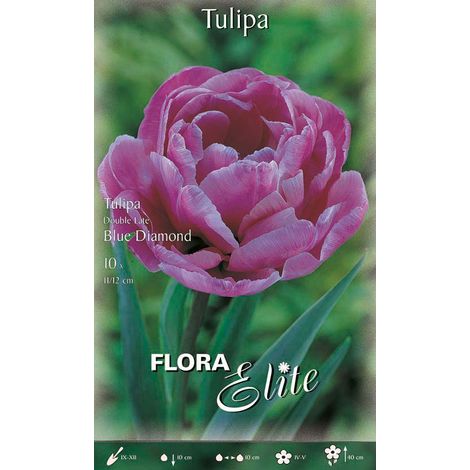 Bulbi di Tulipano Double Late Blue Diamond (CONFEZIONE DA 7 BULBI)