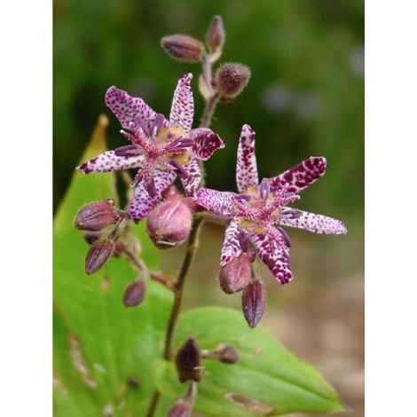 Lis des crapauds 'Sinonome' Godet de 8/9 cm (1/2)