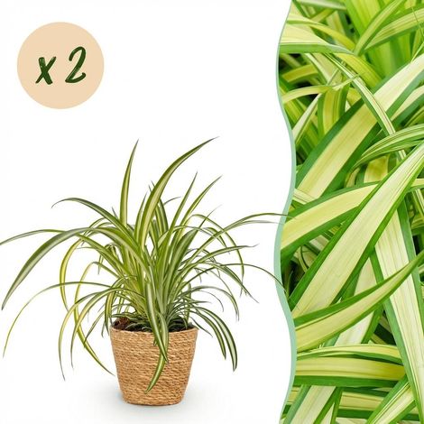 Lot de 2 Plantes d'Intérieur Chlorophytum Variegatum - Plante Araignée avec Panier - Pot 12 cm - PANGIVO (1/5)