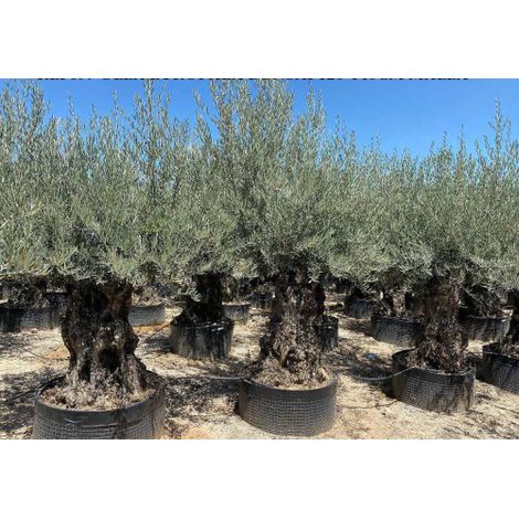 Ulivo olivo "Olea europea" bonsai circonferenza tronco 120/140 cm FOTO REALI (1/2)
