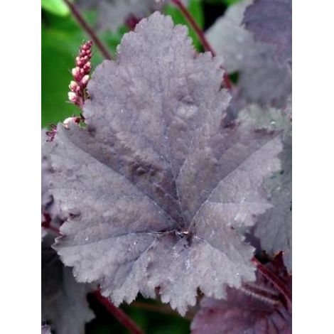 Heuchère 'Binoche'® Godet de 8/9 cm